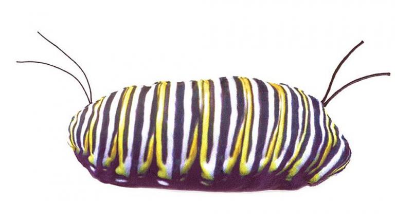 Metamorphose - Larve - Schmetterling
