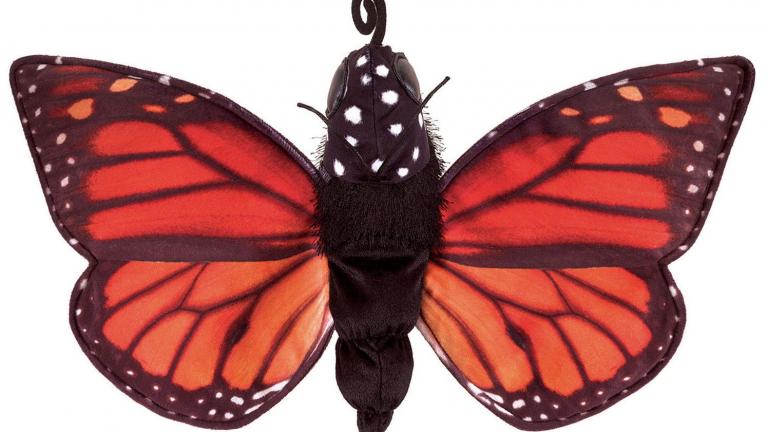 Metamorphose - Larve - Raupe - Schmetterling